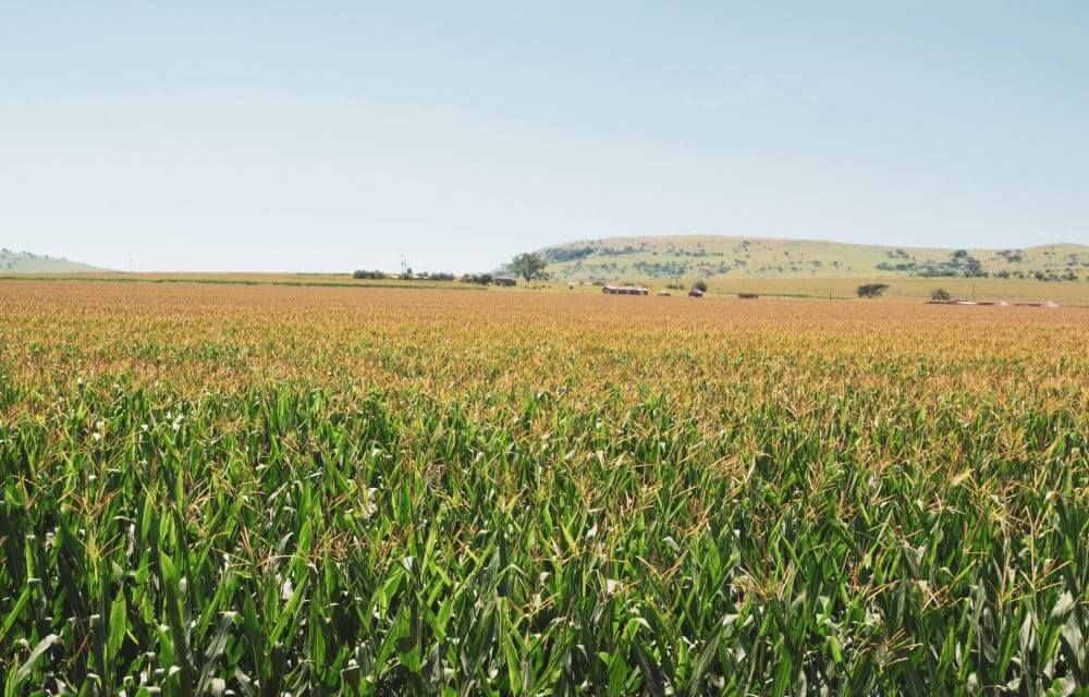 A vast cornfield under a clear blue sky with rolling hills in the background.