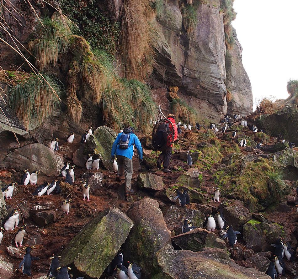 Native birds on an isolated Gough island